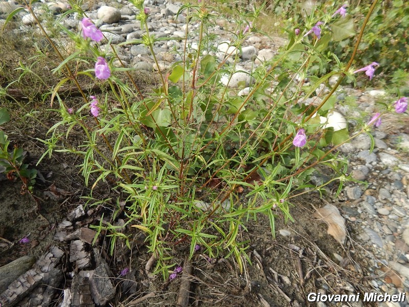 Galeopsis angustifolia